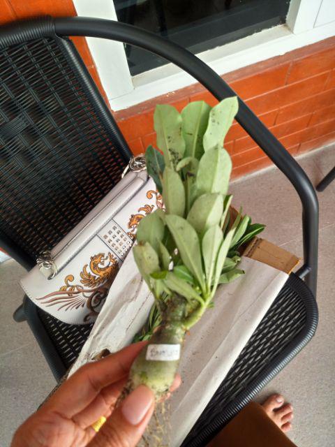 Bibit Bunga Kamboja Adenium Rachan Purple - Rachan Purple