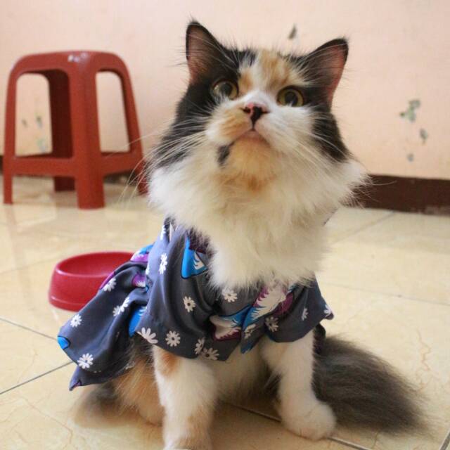 Dress hanbok kupu-kupu dark silver untuk kucing dan anjing / baju kucing murah size S M L XL