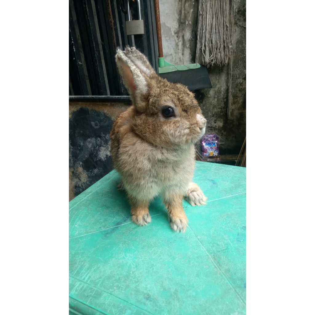 indukan kelinci ND (sepasang /siap breed)