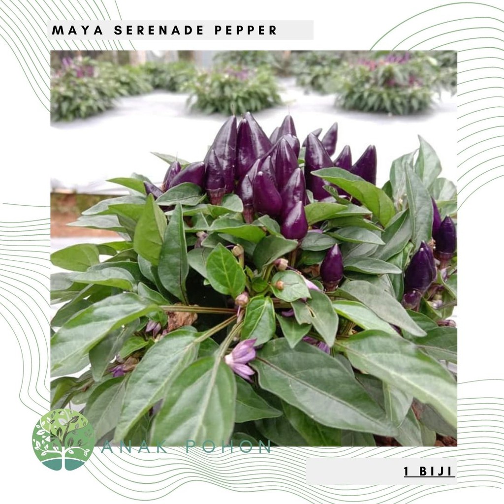 Benih Bibit Biji - Cabai Maya Serenade Pepper Seeds