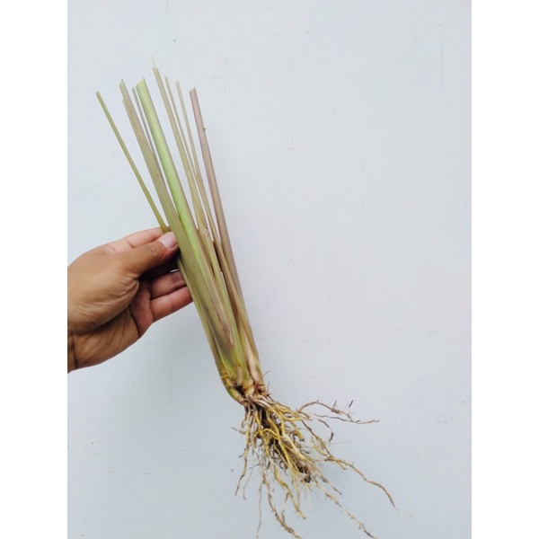 Bibit serai wangi Serai merah Sereh merah Sereh wangi Tanaman herbal serai merah