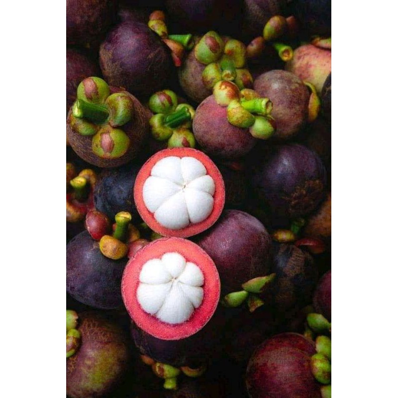 BIBIT BUAH MANGGIS OKULASI SIAP TANAM SILAHKAN UNGULL BERKUALITAS