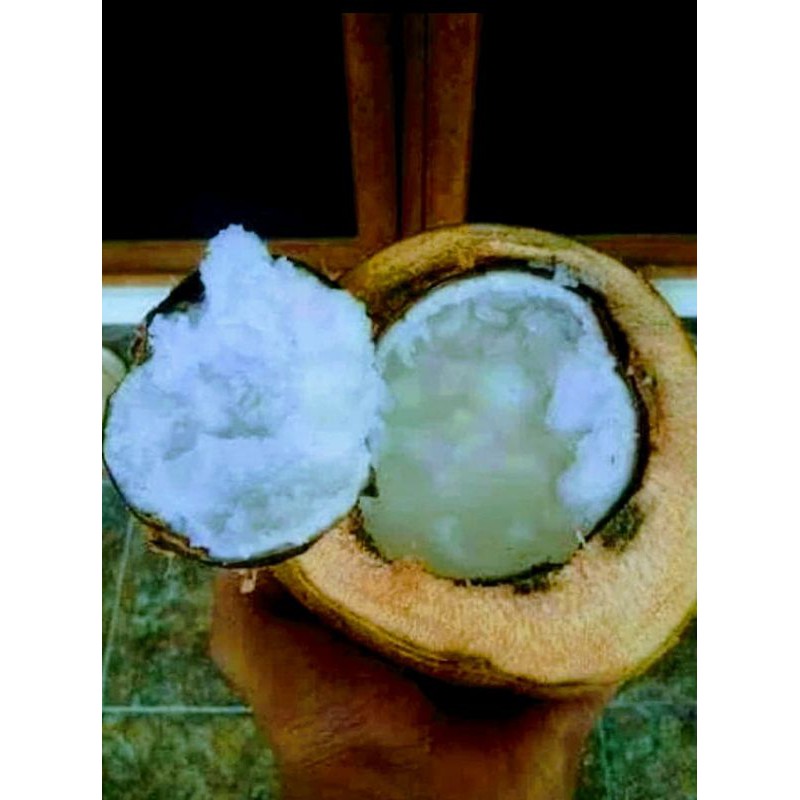 Bibit Kelapa Kopyor Super Genjah
