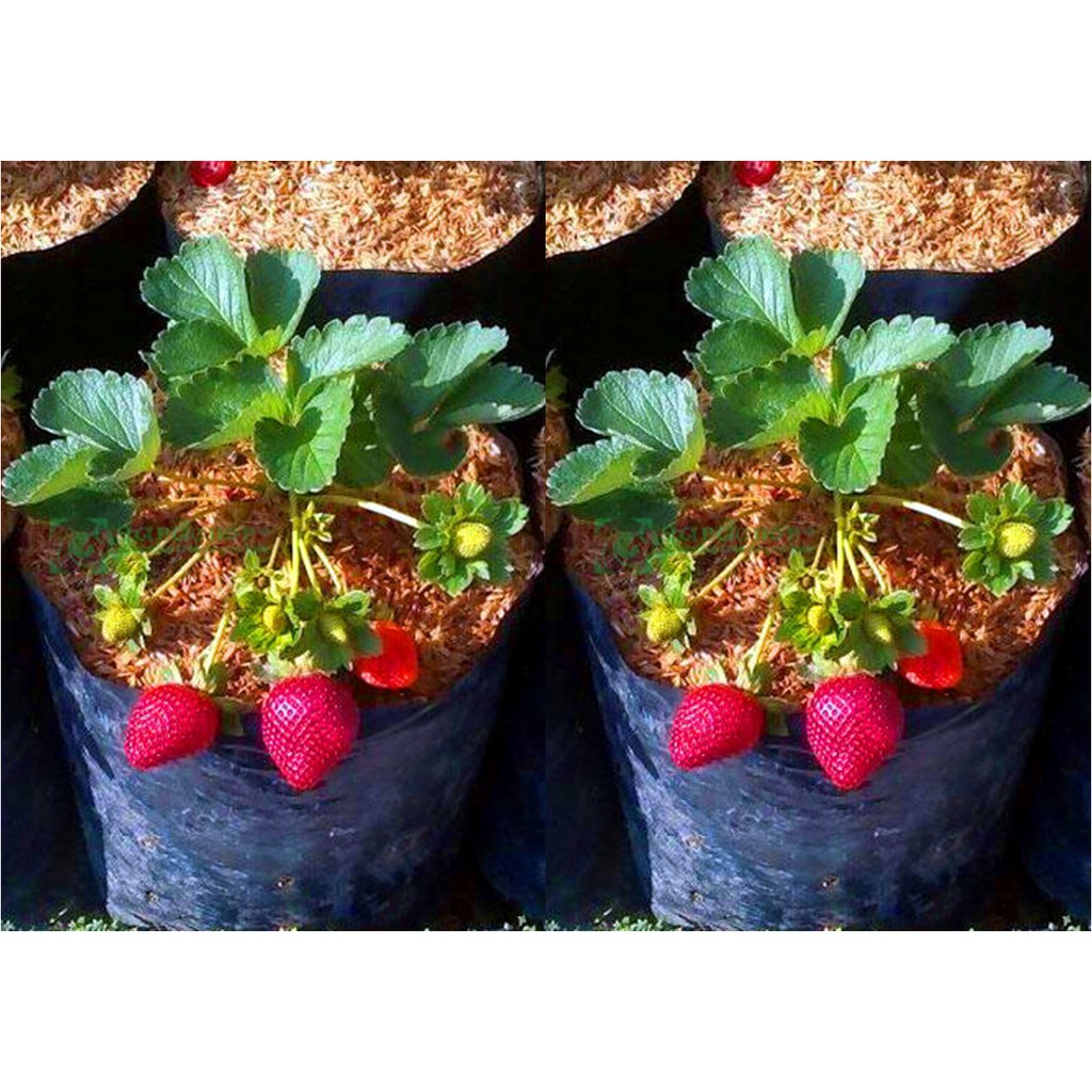 Tanaman Bibit Buah Strawberry Stroberi California (Sudah Berbuah) -  bibit strawberry - California Jumbo Termurah