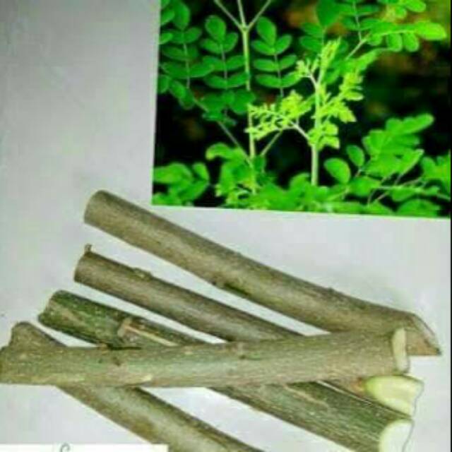 

Steak daun kelor 4000