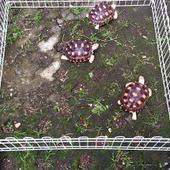 ✷ Kandang Pagar lipat kura Torto Sulcata Pardalis Aldabra Tortoise ➾