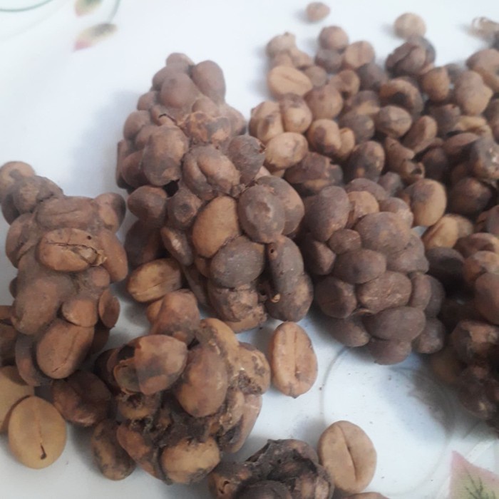 

BIJI KOPI LUWAK 1KG