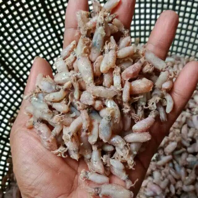 

Baby cumi 250gram