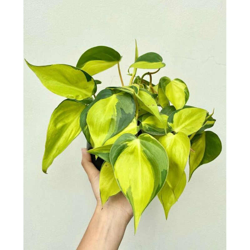 Tanaman Hias Sirih Brazil/Philodendron Brazil Sirih Gading Brazil