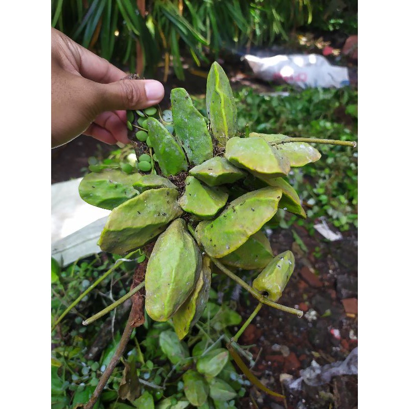 tanaman hias hoya dischidia major