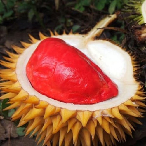 Tanaman Bibit Buah Durian Merah - Durian Merah - Bibit Buah  - Bibit Durian Okulasi