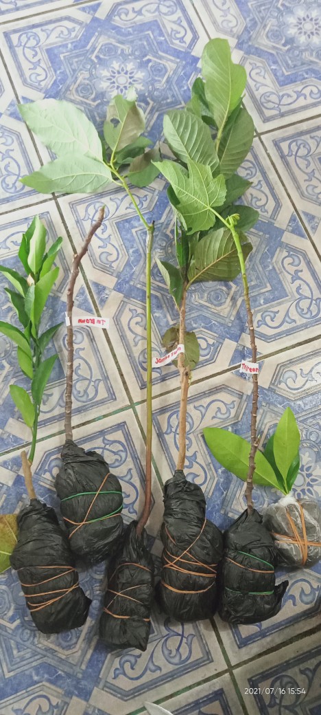 Bibit Buah Jambu Sukun