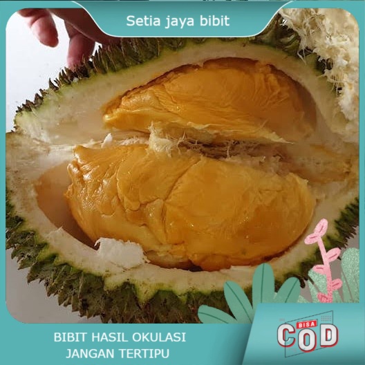 Bibit durian tembaga bangka super