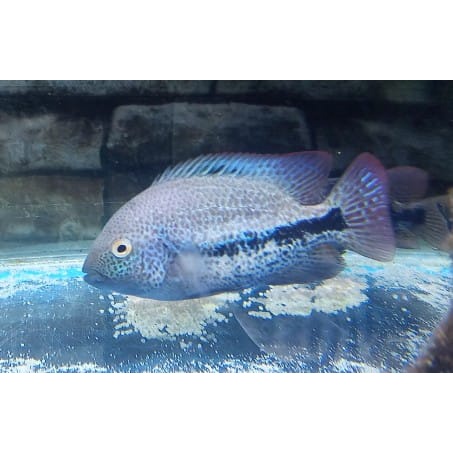 Vieja Hartwegi Tailbar American Cichlid