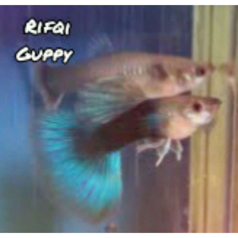 

Ikan Guppy HB Blue Ikan Hias