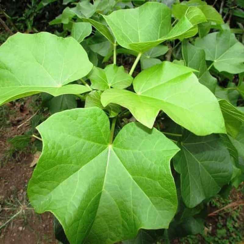 DAUN JARAK PAGAR SEGAR 500 GRAM