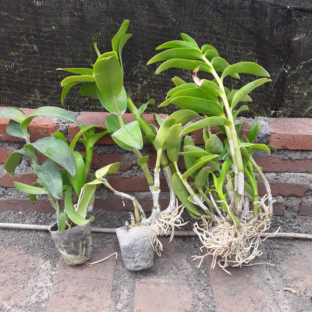 anggrek keriting dendrobium dewasa no id tanpa nama bukan hitam