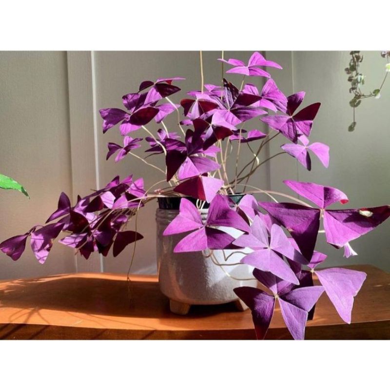 Tanaman hias hidup oxalis kupu-kupu purple - tanaman hias hidup - oxalis bunga - tanaman hidup - bun