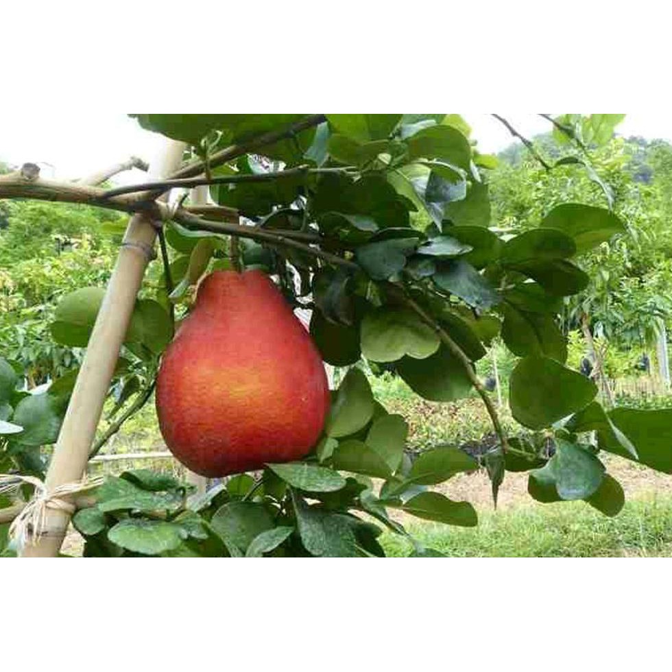 Bkk Bibit Buah Jeruk Red Pamelo Jeruk Merah Pamelo #_*