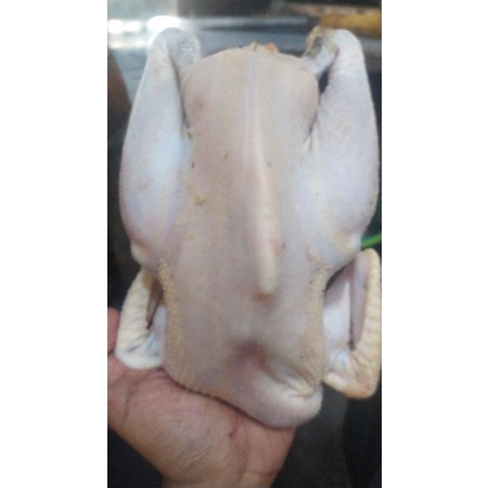 

AYAM KAMPUNG BABON JUMBO
