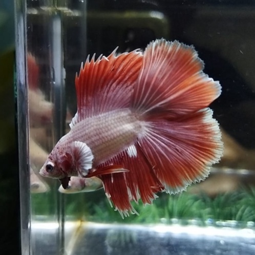 (100% REALPICT) SEPASANG HALFMOON DOUBLE TAIL/HMDT/DTHM ROSE GOLD (KODE AS3)