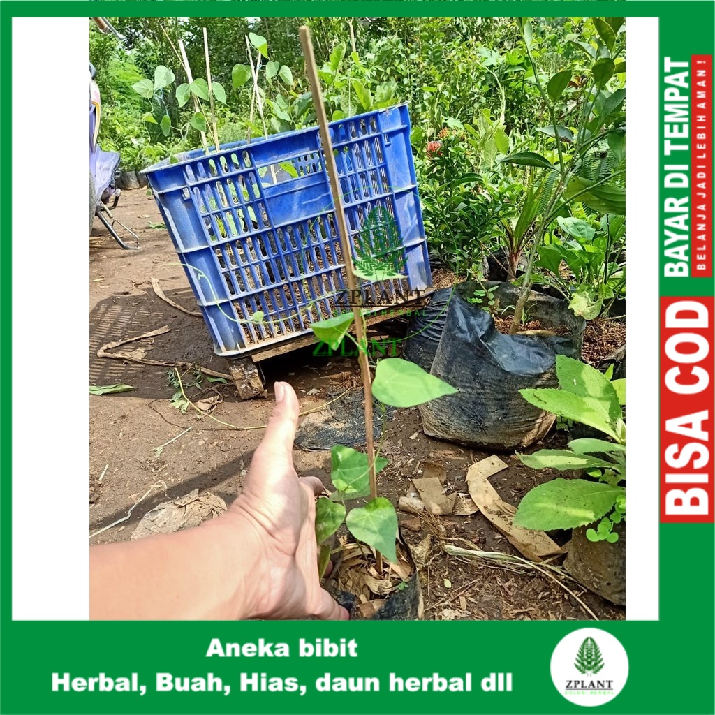 bibit Cincau Bulu rambat Hijau