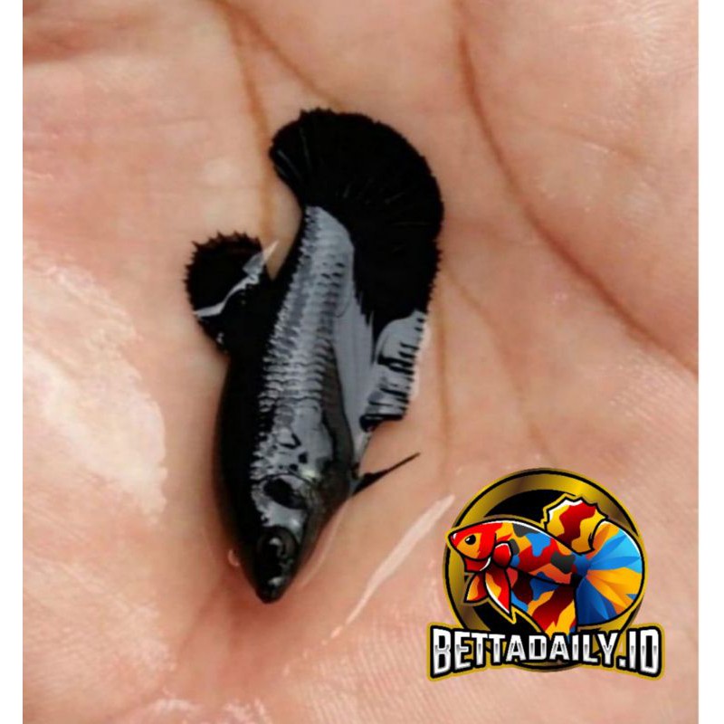 ikan cupang plakat super black