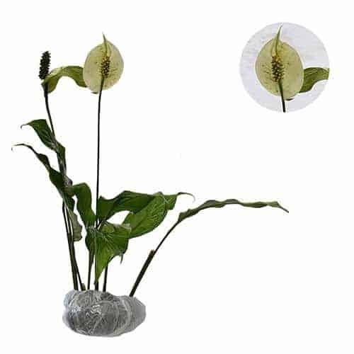 Tanaman Hias Peace Lily / Spatufilum berBunga Indoor Atau Outdoor