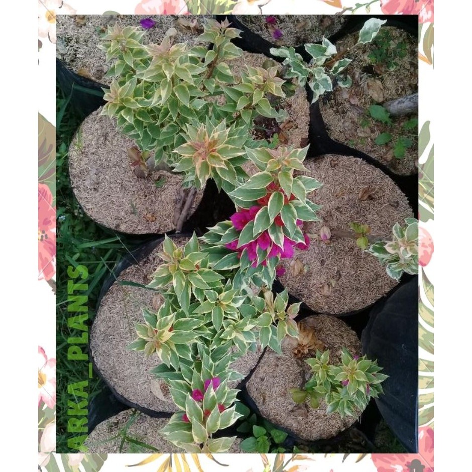 BOUGENVILLE SINGAPORE VARIEGATA PINK FANTA