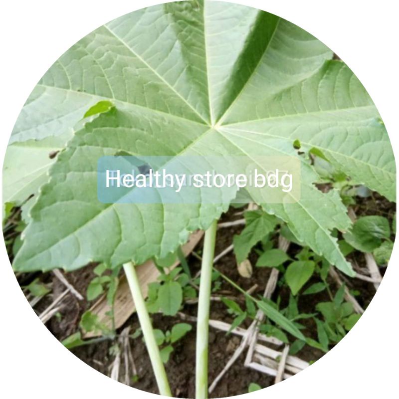 

DAUN KALIKI BATANG PUTIH SEGAR 500 GRAM