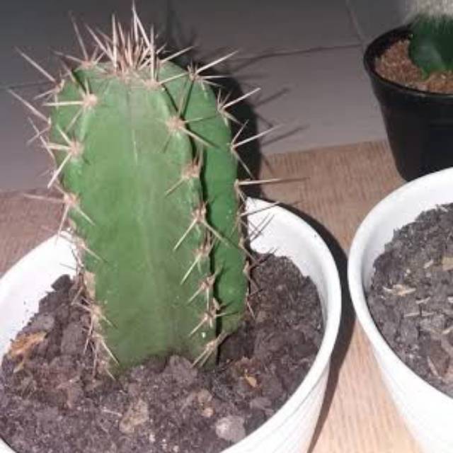 kaktus koboi (belum akar)"mini"