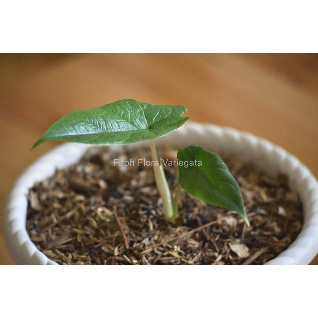 Alocasia Scalprum