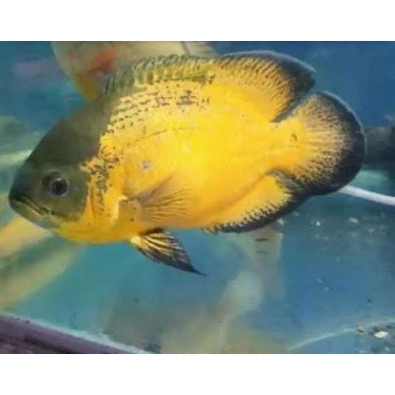 Oscar Paris Tembaga Black Astronotus Ocellatus American Cichlid