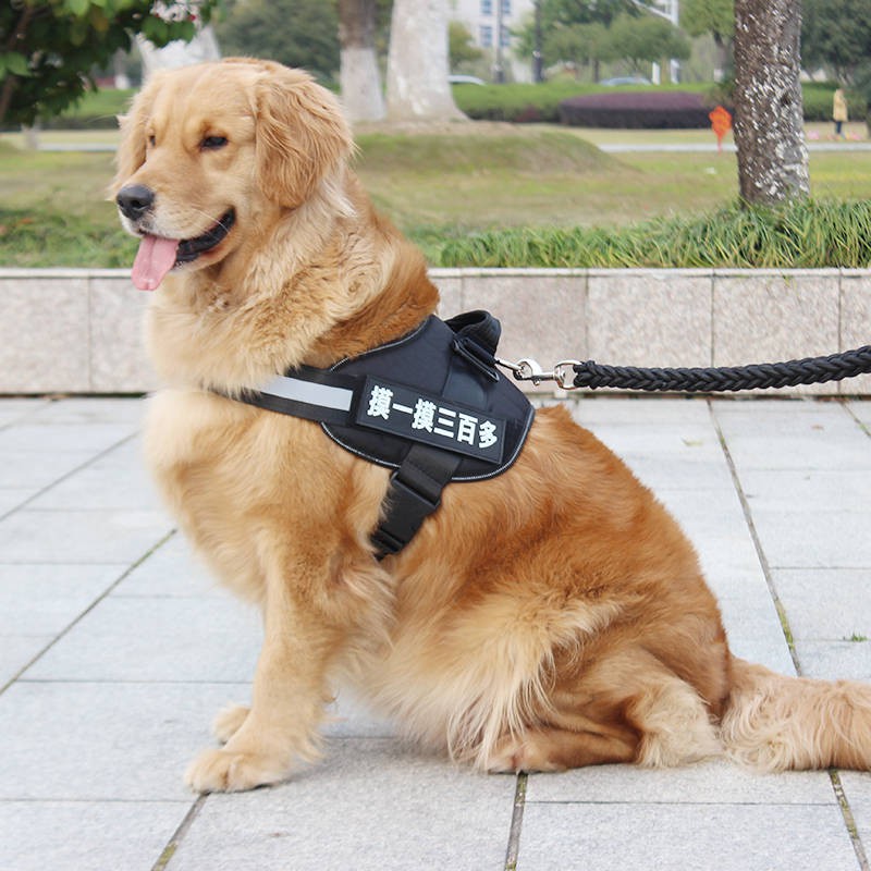 Tali Tuntun Rompi Dada Warna Emas Untuk Anjing Ukuran Sedang Besar