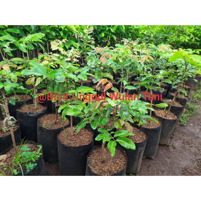 Bibit Kelengkeng Matalada Okulasi Cepat Berbuah BATANG BESAR