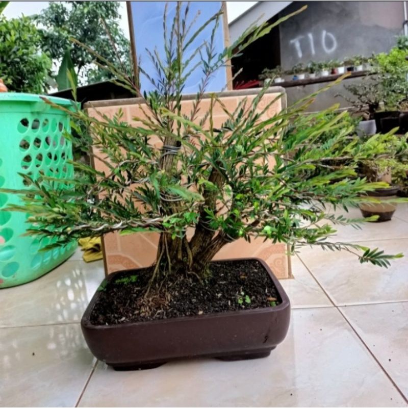 bonsai cendrawasih