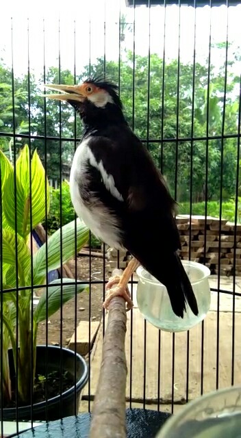 Platina Baja Widia Fullset 5mm Tumpul Dan Lancip