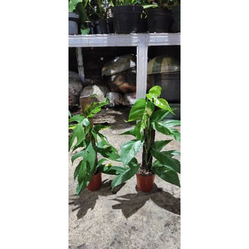 epip var putih dan epip kujang