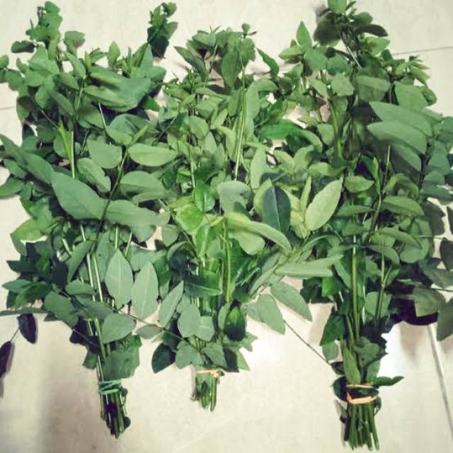 Sayuran Segar daun Katuk | Sayur Daun Katuk | Daun Katuk Pelancar Asi