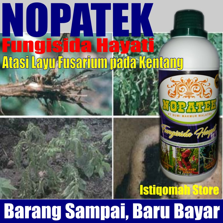 NOPATEK Fungisida Hayati Obat Hama Mengatasi Layu Fusarium pada Tanaman Terong Paling Ampuh &amp; Manjur