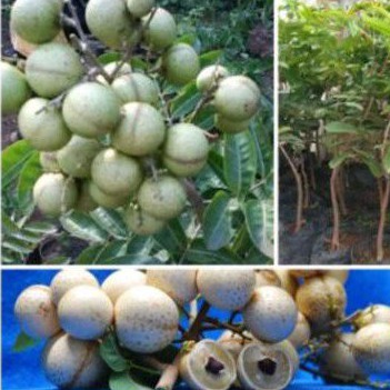 paket 2 bibit kelengkeng mata lada lengkeng satu jari kelengkeng putih