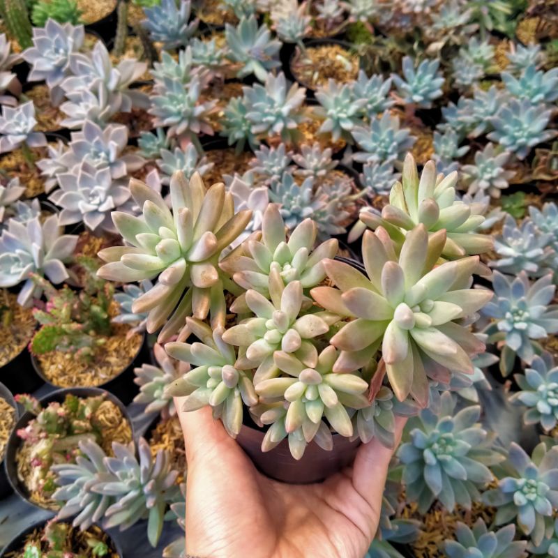 sukulen Fransesco baldi kuning fsfr