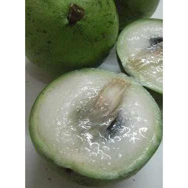 Kw A1 Kenitu Varigata Atau Putih @*