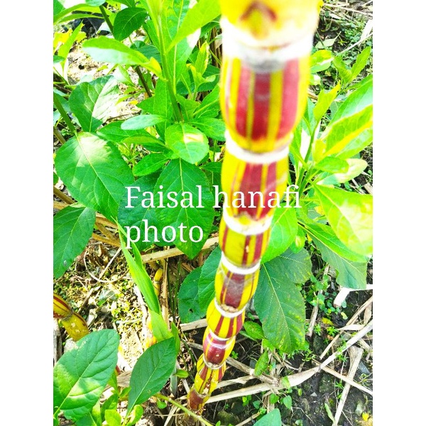 bibit Tebu pelangi (tebu mix Warna)
