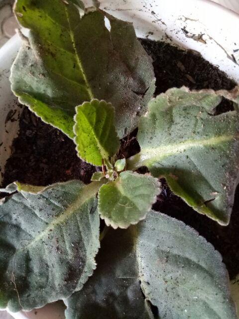 Tanaman Hias - Bibit Bunga Gloxinia