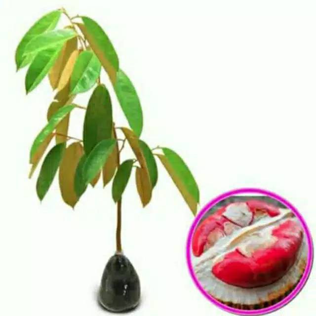 BIBIT DURIAN MERAH