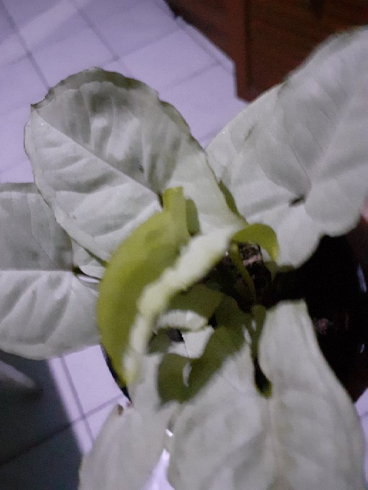 Tanaman Hias Syngonium Salju