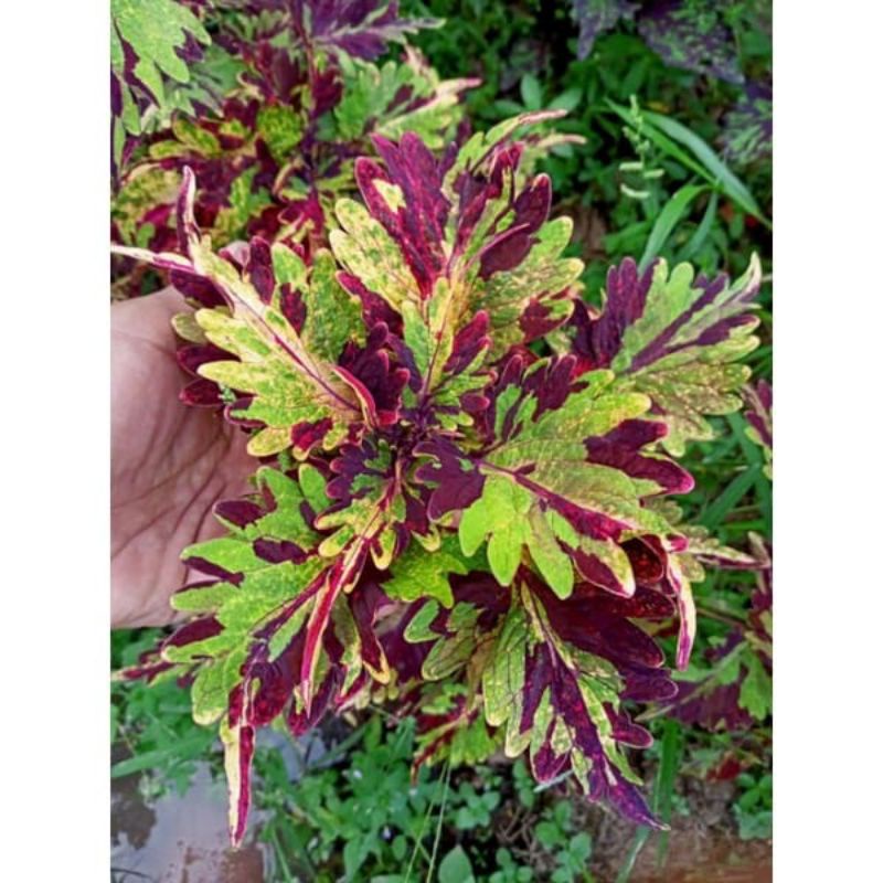 tanaman hias miana bunga langka