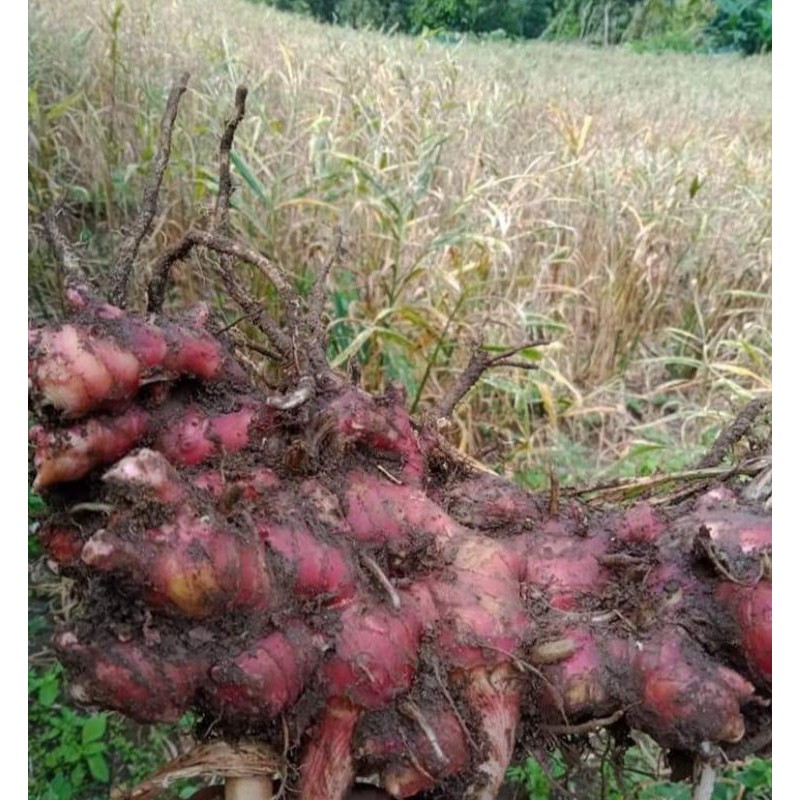 

jahe merah