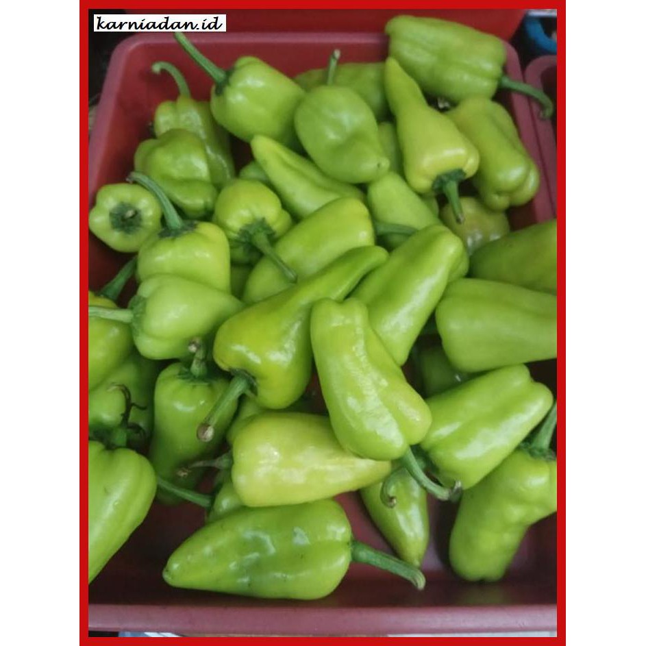 

Aneka-Sambal- Cabe Hijau Besar / Cabe Ijo / Cabe Pontianak / Cabe Kalimantan -Pedeeeeeezzzzzzz.
